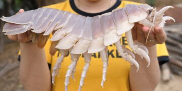 Bọ biển – Từ “gián biển xấu xí” đến hải sản đắt đỏ vượt mặt tôm hùm